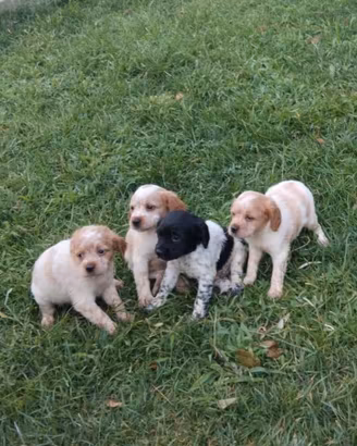 Disponibili Epagneul Breton