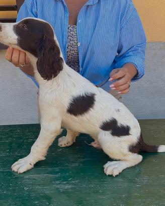 Cuccioli di Springer spaniel inglese