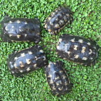 Tartaruga di terra tMarginata