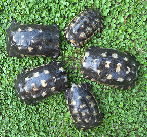 Tartaruga di terra tMarginata