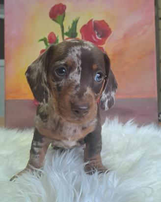 Bassotto arlecchino cioccolato cuccioli