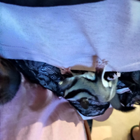 Petauro dello zucchero