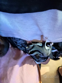 Petauro dello zucchero