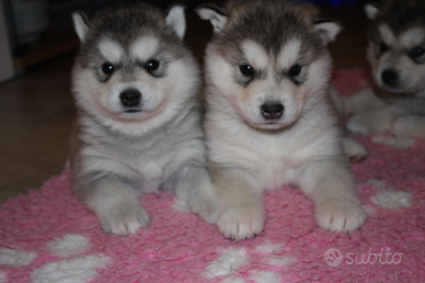 Cuccioli Alaskan Malamute