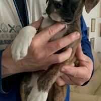 Boxer cuccioli