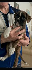 Boxer cuccioli