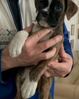 Boxer cuccioli
