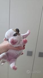 Jack russell pelo lungo
