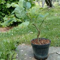 x2 limone citrus limon h 20 25 cm