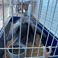 Coniglietto Ariete Blu + gabbia + recinto