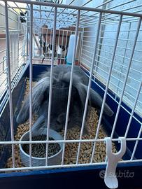 Coniglietto Ariete Blu + gabbia + recinto