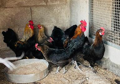 Galli e galline