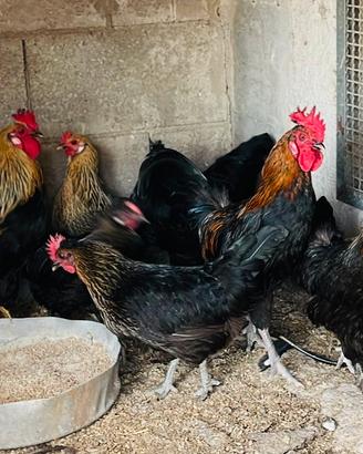 Galli e galline