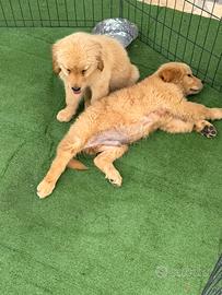 Cuccioli di Golden Retriever