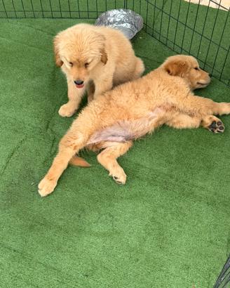 Cuccioli di Golden Retriever