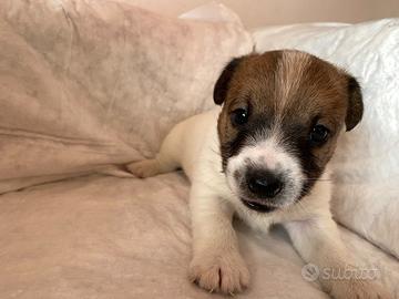 Splendidi cuccioli di jack russell terrier