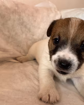 Splendidi cuccioli di jack russell terrier