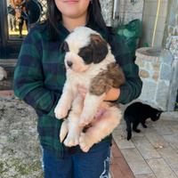 Cuccioli di San Bernardo