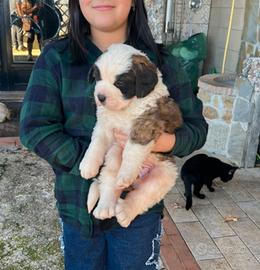 Cuccioli di San Bernardo