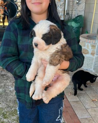 Cuccioli di San Bernardo