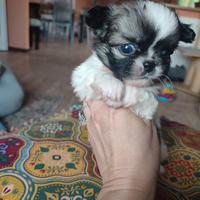 Chihuahua taglia piccolissima