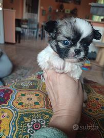 Chihuahua taglia piccolissima