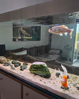 acquario artigianale  