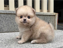 cucciolo-di-spitz
