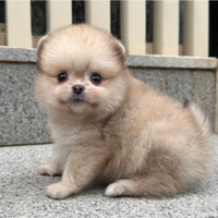 Cucciolo di spitz