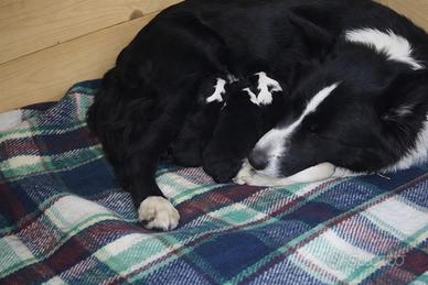 Cuccioli di border collie