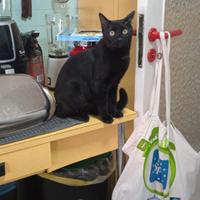 Gatti. Theo e Shadow