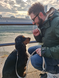 Cocker spaniel inglese disponibile per accoppiamen