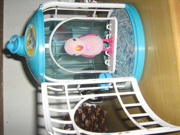 Pappagallo giocattolo