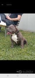 American bully