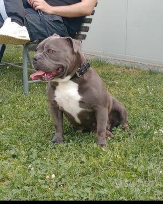 American bully