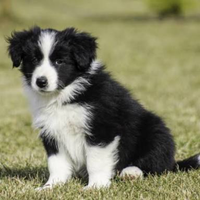 Border collie