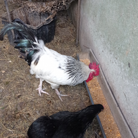 Sussex e australorp
