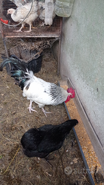 Sussex e australorp