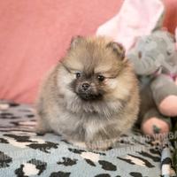 Cuccioli di Pomerania con pedigree enci