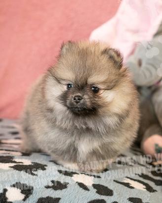 Cuccioli di Pomerania con pedigree enci