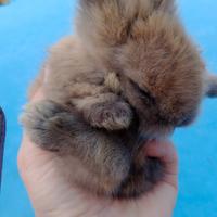 Coniglietti testa di Ariete