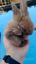 Coniglietti testa di Ariete