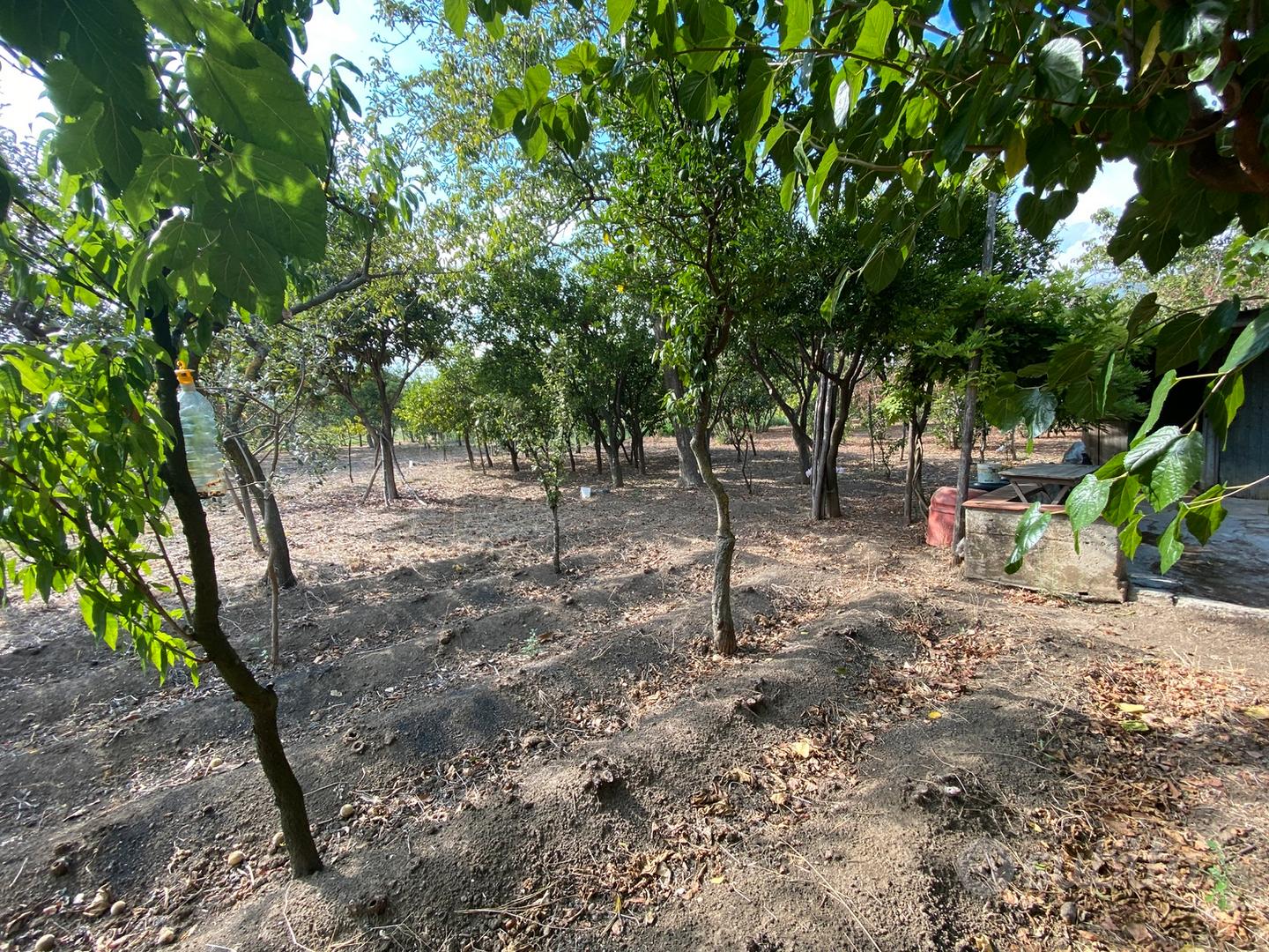 Terreno uso agricolo Spasso - Vista 5