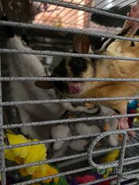 Petauro dello zucchero+ gabbia e accessori