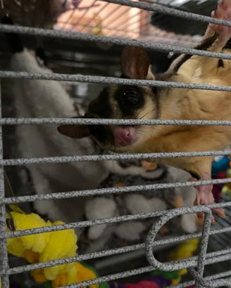 Petauro dello zucchero+ gabbia e accessori