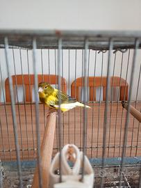 Animali