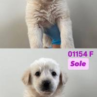Cuccioli derivato maremmano