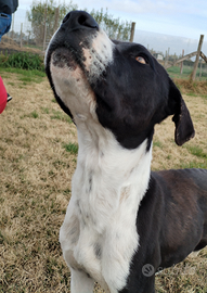 Boris. Meraviglioso cucciolone