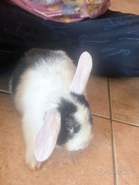 Coniglio ariete nano