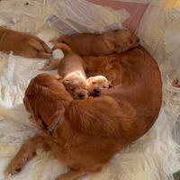 Golden retriever americano con pedigree